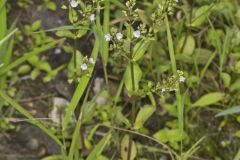 Water Speedwell, Veronica anagallis-aquatica