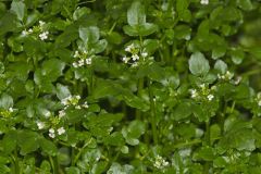 Watercress, Nasturtium officinale