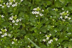 Watercress, Nasturtium officinale