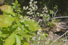 Waxyleaf Meadowrue, Thalictrum revolutum