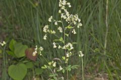 Waxyleaf Meadowrue, Thalictrum revolutum