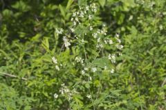 Waxyleaf Meadowrue, Thalictrum revolutum