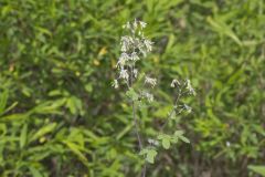 Waxyleaf Meadowrue, Thalictrum revolutum