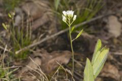 Wedgeleaf Draba, Draba cuneifolia