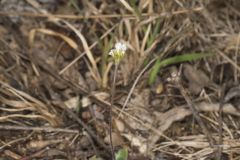 Wedgeleaf Draba, Draba cuneifolia