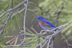 Western Bluebird, Sialia mexicana