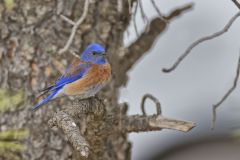 Western Bluebird, Sialia mexicana