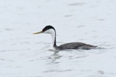 Western Grebe, Aechmophorus occidentalis