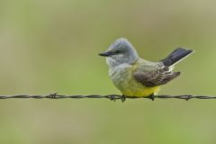 Western Kingbird, Tyrannus verticalis