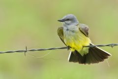 Western Kingbird, Tyrannus verticalis