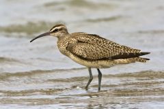 Whimbrel, Numenius phaeopus