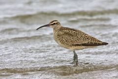 Whimbrel, Numenius phaeopus