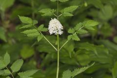 White Baneberry, Actaea pachypoda