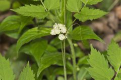 White Baneberry, Actaea pachypoda