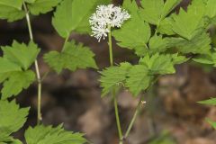 White Baneberry, Actaea pachypoda