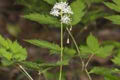 White Baneberry, Actaea pachypoda