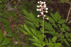 White Baneberry, Actaea pachypoda