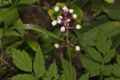 White Baneberry, Actaea pachypoda