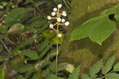 White Baneberry, Actaea pachypoda