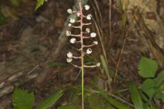 White Baneberry, Actaea pachypoda