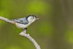 White-breasted Nuthatch, Sitta carolinensis