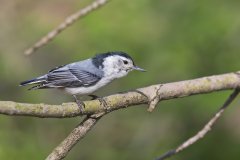 White-breasted Nuthatch, Sitta carolinensis