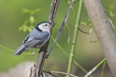 White-breasted Nuthatch, Sitta carolinensis