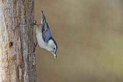 White-breasted Nuthatch, Sitta carolinensis