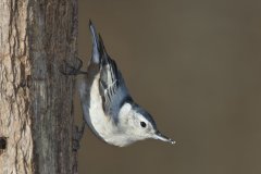 White-breasted Nuthatch, Sitta carolinensis