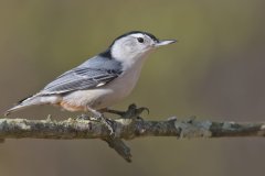 White-breasted Nuthatch, Sitta carolinensis