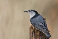 White-breasted Nuthatch, Sitta carolinensis