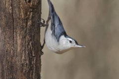 White-breasted Nuthatch, Sitta carolinensis