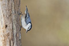 White-breasted Nuthatch, Sitta carolinensis