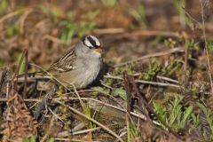 White-crowned Sparrow, Zonotrichia leucophrys