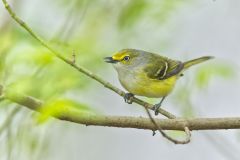 White-eyed Vireo, Vireo griseus