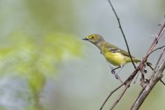 White-eyed Vireo, Vireo griseus