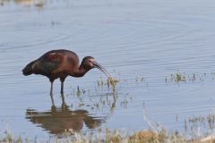 White-faced Ibis, Plegadis chihi