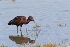 White-faced Ibis, Plegadis chihi