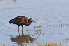 White-faced Ibis, Plegadis chihi