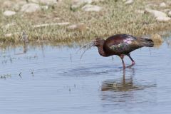 White-faced Ibis, Plegadis chihi