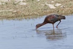 White-faced Ibis, Plegadis chihi