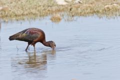 White-faced Ibis, Plegadis chihi