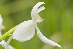 White Fringeless Orchid, Platanthera integrilabia