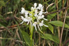 White Fringeless Orchid, Platanthera integrilabia