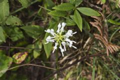 White Fringeless Orchid, Platanthera integrilabia