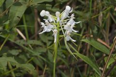 White Fringeless Orchid, Platanthera integrilabia