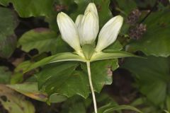 White Gentian, Gentiana Alba