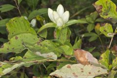 White Gentian, Gentiana Alba