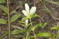 White Gentian, Gentiana Alba