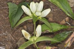 White Gentian, Gentiana Alba